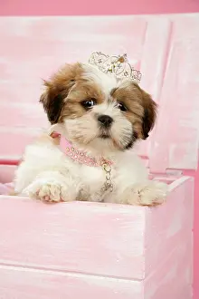 Tiara: DOG, Shih Tzu - 10 week old puppy wearing tiara