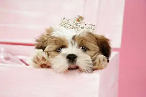 Tiara: DOG- Shih Tzu - 10 week old puppy wearing tiara