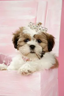 Tiara: DOG - Shih Tzu - 10 week old puppy wearing tiara