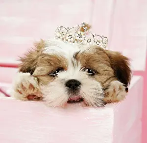 Tiara: Dog - Shih Tzu - 10 wk old puppy with a tiara in