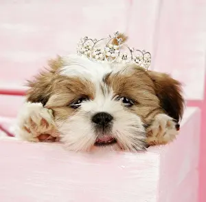 Tiara: DOG- Shih Tzu - 10 wk old puppy with a tiara in