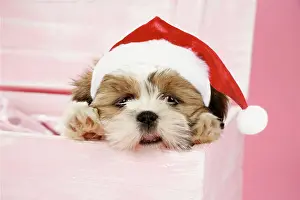 Chest: DOG - Shih Tzu - 10 wk old puppy in a wooden chest
