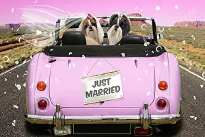 Married: Dog Shih Tzu