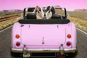 Travelling: Dog Shih Tzu