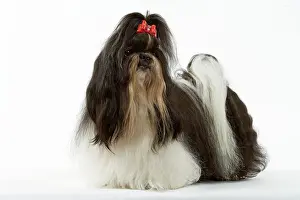Ribbons: Dog - Shih-tzu