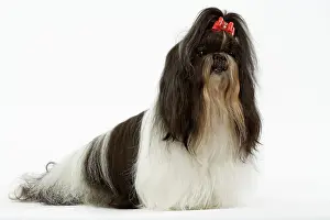 Ribbons: Dog - Shih-tzu