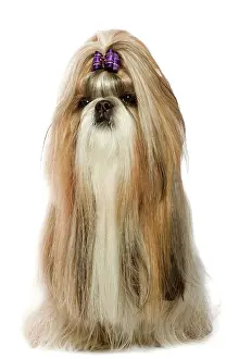 Ribbons: Dog - Shih-Tzu