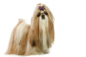 Ribbons: Dog - Shih-Tzu