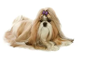 Ribbons: Dog - Shih-Tzu
