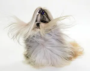 Messy: Dog - Shih Tzu