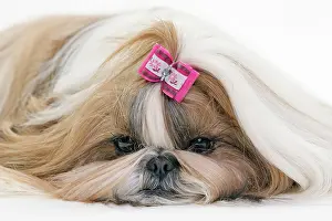 Bored: Dog - Shih Tzu