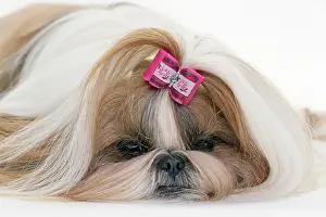Bored: Dog - Shih Tzu