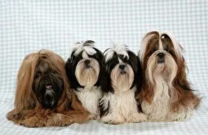 Checked: Dog - Shih-tzu on blue checked background