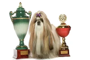 Trophies: Dog - Shih Tzu with prize winning cups in studio