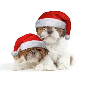 250619: Dog - Shih Tzu puppies wearing Christmas hats
