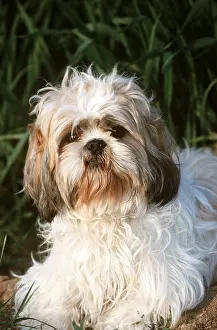Utility: DOG - SHIH-TZU Tibetan Dog, in grass