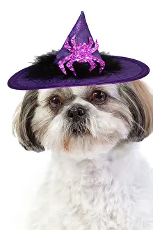 Fancy: Dog - Shih Tzu wearing witches hat