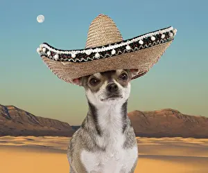 Sombrero: Dog - Short-haired Chihuahua