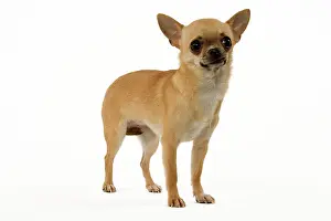Chihuahuas: Dog - Short-Haired Chihuahua