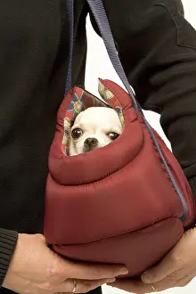 Carriers: Dog - short-haired chihuahua being carried in dog carrier
