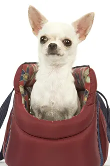 Carriers: Dog - short-haired chihuahua in dog carrier