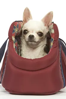 Carriers: Dog - short-haired chihuahua in dog carrier