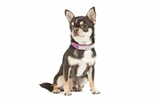 Dogd: Dog - short-haired chihuahua in studio with diamante collar