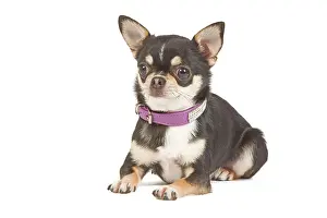 Dogd: Dog - short-haired chihuahua in studio with diamante collar