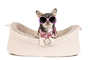 220719: Dog - short-haired chihuahua in studio in dog