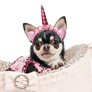 Unicorn: Dog - short-haired chihuahua in studio in dog