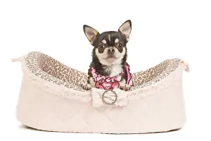 Dogd: Dog - short-haired chihuahua in studio in dog bed
