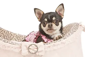 Dogd: Dog - short-haired chihuahua in studio in dog bed