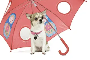 Umbrellas: Dog - short-haired Chihuahua in studio - sitting
