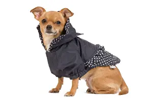 Jacket: Dog - short-haired chihuahua in studio wearing dog jacket