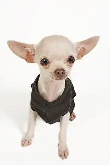 Shirt: Dog - short-haired chihuahua in studio wearing t-shirt