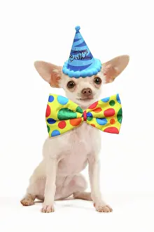 Bows: Dog