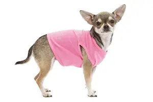 Shirt: Dog - Short-haired Chihuahua wearing pink t-shirt
