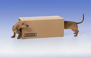 Inquisitive: DOG - Short haired Dachshund