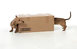 Cardboard: DOG - Short haired dachshund in cardboard box
