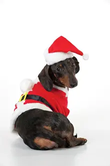 Outfit: DOG - Short haired dachshund wearing santa outfit