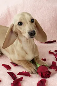 Dachsund: DOG - Short haired dachsund laying in rose petals