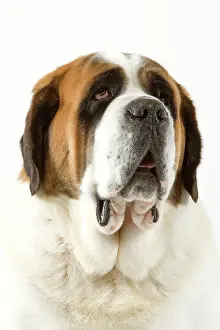 Bernards: Dog - Short-haired St Bernard