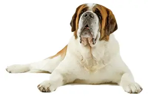 Bernards: Dog - Short-haired St Bernard