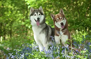 In Field: DOG - Siberian huskies sitting together in bluebells