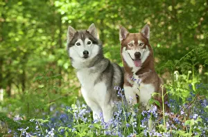 In Field: DOG - Siberian huskies sitting together in bluebells