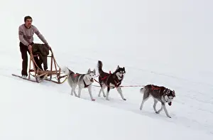 Race: DOG - SIBERIAN HUSKIES, with sledge and handler in race