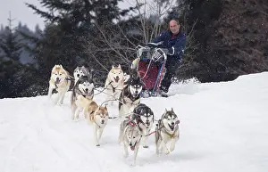 Pulling: Dog Siberian Husky