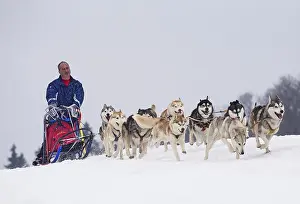 Pulling: Dog Siberian Husky