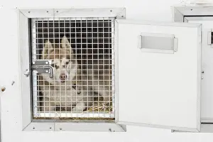 Caged: Dog Siberian Husky