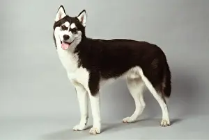 Huskies: DOG - SIBERIAN HUSKY